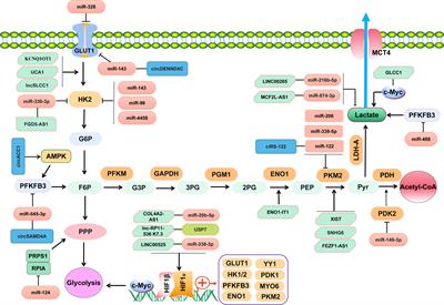 Emerging role of non-coding RNAs in glucose metabolic reprogramming and chemoresistance in colorectal cancer